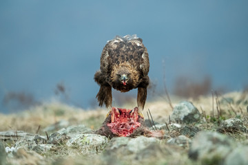 Adult Goldean Eagle (Aquila chrysaetos) on prey at mountain meadow in Eastern Rhodopes, Bulgaria