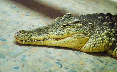 sad crocodile lying 
