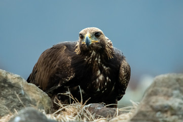 Goldean Eagle (Aquila chrysaetos) at mountain meadow in Eastern Rhodopes, Bulgaria