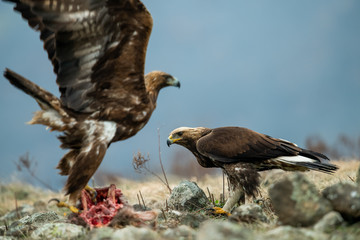 Adult and juvenile Golden Eagle (Aquila chrysaetos) on prey at mountain meadow in Eastern Rhodopes, Bulgaria