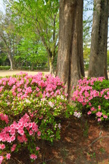 躑躅咲くメタセコイアのある公園風景