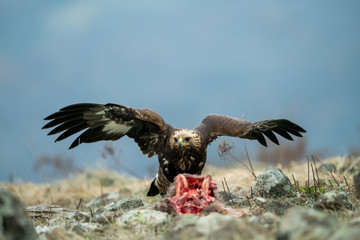 Juvenile Goldean Eagle (Aquila chrysaetos) on prey at mountain meadow in Eastern Rhodopes, Bulgaria