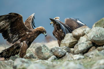 Adult and juvenile Golden Eagle (Aquila chrysaetos) on prey at mountain meadow in Eastern Rhodopes, Bulgaria