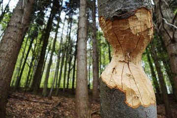 Damaged trees caused by beaver