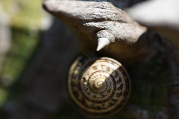 snail on tree