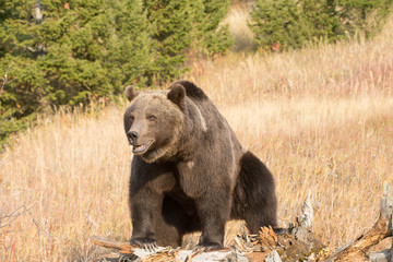 Obraz na płótnie Canvas Grizzly (brown) bear in western US