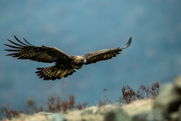 Goldean Eagle (Aquila chrysaetos) at mountain meadow in Eastern Rhodopes, Bulgaria