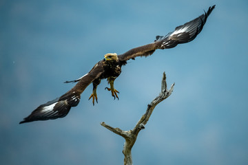 Goldean Eagle (Aquila chrysaetos) at mountain meadow in Eastern Rhodopes, Bulgaria