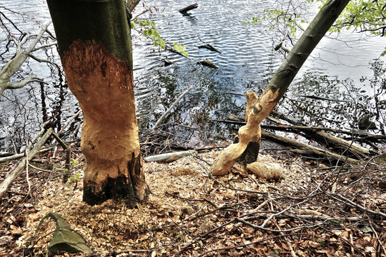 Damaged trees caused by beaver