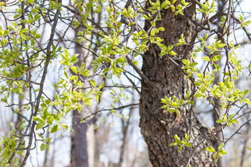 Young green leaves on bush and tree. Early fresh spring background.