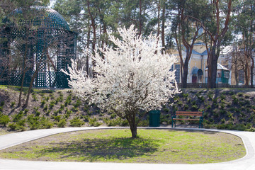 Obraz premium White blossom tree in the park.
