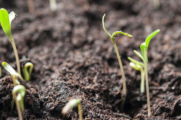 Plant growth-new beginnings step, ecological friendly and sustainable environment concept