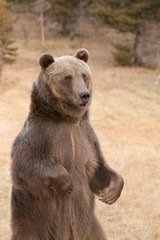 Grizzly (brown) bear in western US