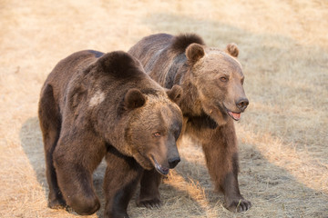 Fototapeta premium Grizzly (brown) bear in western US