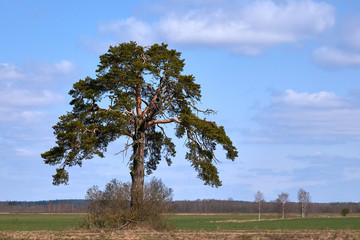 One tree in the middle of a field in Lithuania.