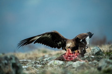 Juvenile Goldean Eagle (Aquila chrysaetos) on prey at mountain meadow in Eastern Rhodopes, Bulgaria
