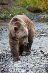 Grizzly (brown) bear in western US
