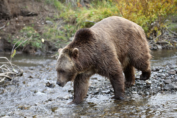 Fototapeta na wymiar Grizzly (brown) bear in western US