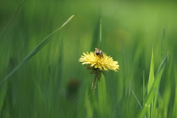 Bee on a yellow dandelion in a green field, macro