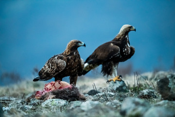 Adult and juvenile Golden Eagle (Aquila chrysaetos) on prey at mountain meadow in Eastern Rhodopes, Bulgaria