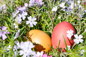 Easter eggs lying in spring flowers