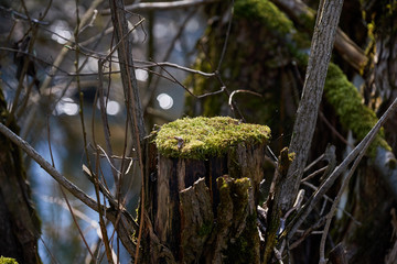 Old stump in the forest.