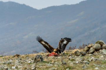 Goldean Eagle (Aquila chrysaetos) on prey at mountain meadow in Eastern Rhodopes, Bulgaria