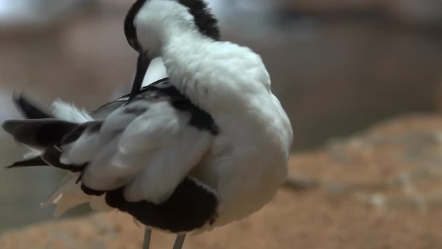 A few avocets go in the water, the change in focus in the frame, one pied Avocet cleaned feathers with its long beak, the change in focus: birds walk in a small pond, dip the beak into the water