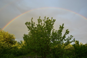 rainbow over the tree