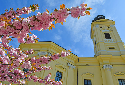 Tower of the Great Church in Debrecen city with cherry tree flowers, Hungary