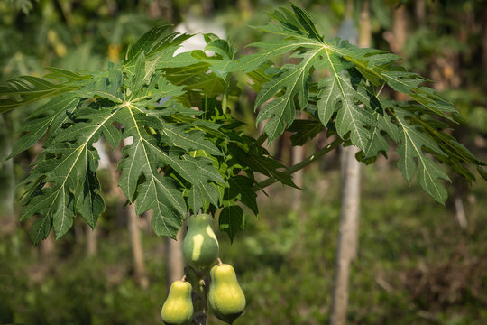 Gr&uuml;ne und gelbe Papaya an einem Baum