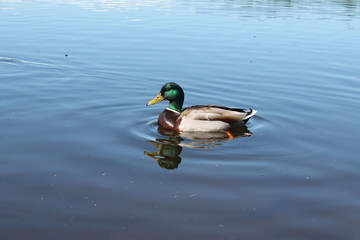 Duck