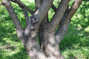 Fototapeta na wymiar Trunk of an old tree in the woods