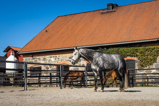 Dapple-grey horse in a corral. Thoroughbred horses eat and drink in paddock.