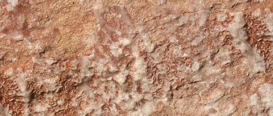 Pierres fossiles