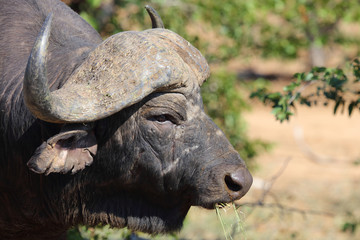 Kaffernb&uuml;ffel / Buffalo / Syncerus caffer