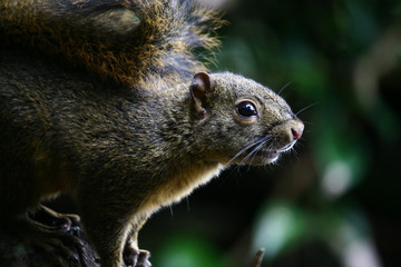 Close up squirrel in Costa Rica rainforest with dark bokeh background and copy space
