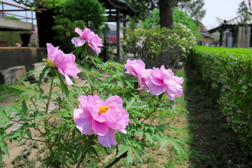 境内に咲く牡丹