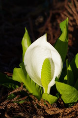 ミズバショウの花
