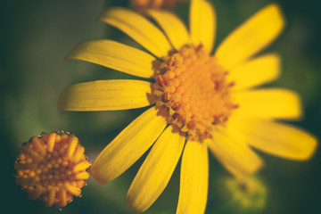 Beautiful yellow spring flowers close up