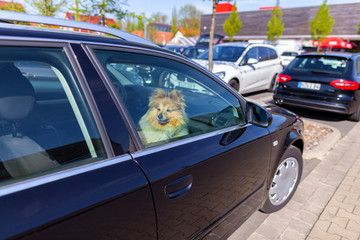 Shetland Sheepdog looks out the window of a car