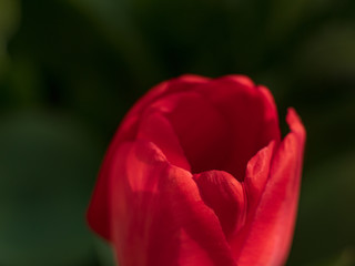 group of colorful tulips. Red tulip flower, lit by sunlight. Soft selective focus, tulip closeup, toning. Bright colorful tulip photo background