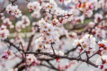 Apricot tree in the flowering period. Flowering of trees in the spring_