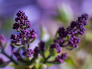 Young shoots of lilac in early spring