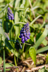 Blue grape hyacinth (Muscari) flower in garden