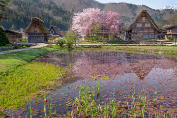 桜咲く春の白川郷
