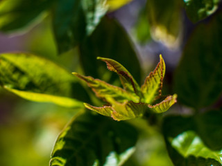 Obraz premium branches of tree are yellow brown against bright sky. Young shoots, water hanging from a branch, flowering trees in garden, blooming spring nature. The effect of light. Shallow depth of field