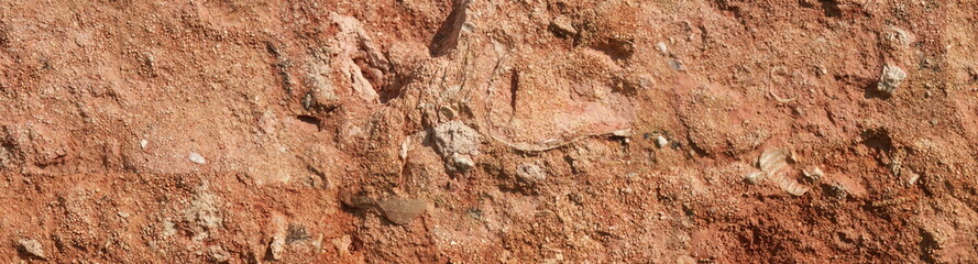 Pierres fossiles
