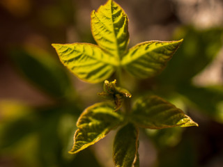 branches of tree are yellow brown against bright sky. Young shoots, water hanging from a branch, flowering trees in garden, blooming spring nature. The effect of light. Shallow depth of field