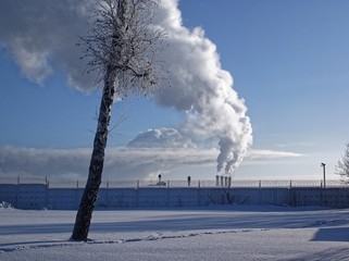 frozen birches in winter on a clear day